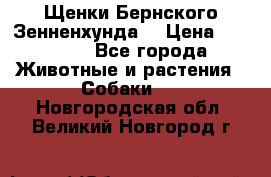 Щенки Бернского Зенненхунда  › Цена ­ 40 000 - Все города Животные и растения » Собаки   . Новгородская обл.,Великий Новгород г.